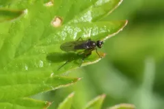 Campsicnemus philoctetes thumbnail 1