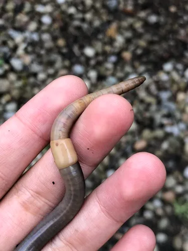 Large Jumping Worm