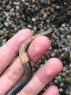 Large Jumping Worm thumbnail 1