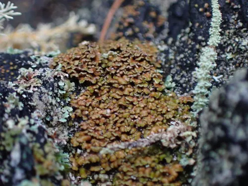 Carbonicola myrmecina