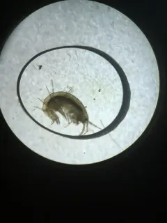 Ellis Bog Crangonyctid thumbnail 2