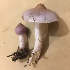 Lilac Fibrecap thumbnail 4