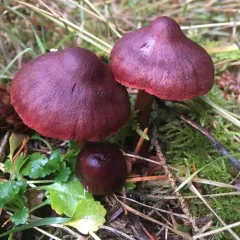 Cortinarius smithii thumbnail 2