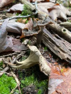 Craterellus caeruleofuscus thumbnail 2
