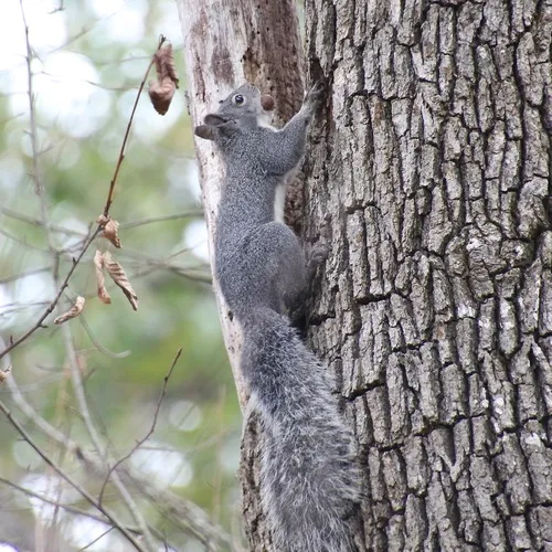 Western Gray Squirrel