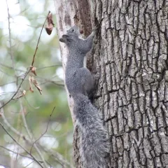 Western Gray Squirrel thumbnail 1