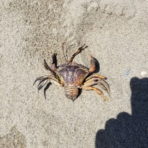 European Green Crab