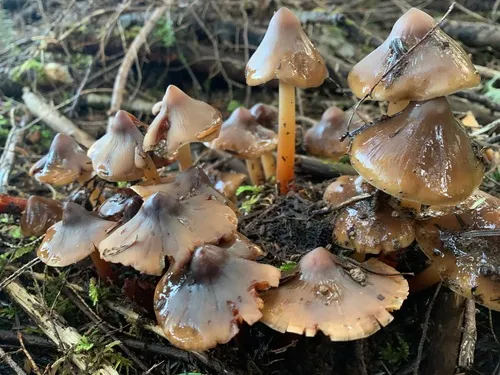 Phaeocollybia scatesiae