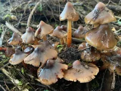 Phaeocollybia scatesiae thumbnail 1