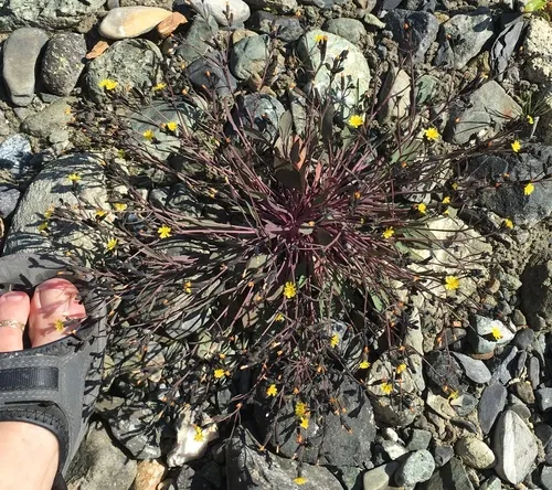 Elegant Hawk's-beard