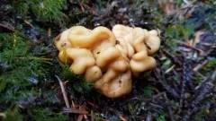 Hydnotrya variiformis thumbnail 2