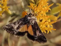Pseudanarta crocea thumbnail 4