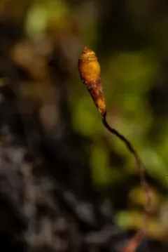 Marsh Collar-moss thumbnail 3