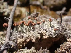 turban cup lichen thumbnail 2