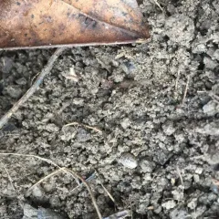 Common Pill Woodlouse thumbnail 2
