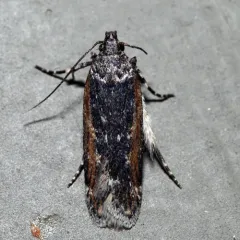 Filatima serotinella thumbnail 2