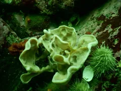 Plicatellopsis bowerbanki thumbnail 4