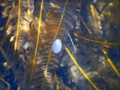 Northern Comb Jelly thumbnail 3