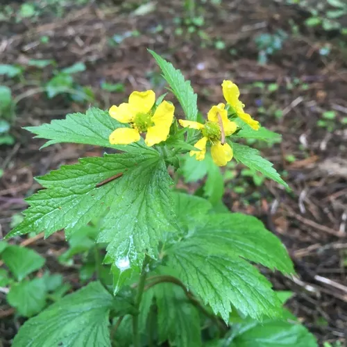 Large-leaved Avens