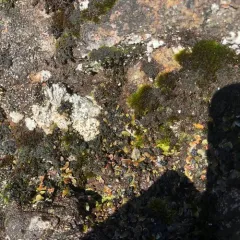 Butterfly Scale Lichen thumbnail 1