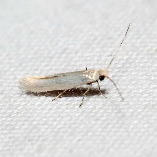White Pine Ermel