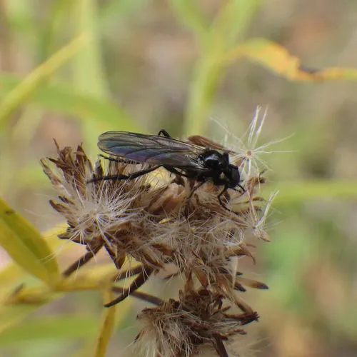 Bibio slossonae