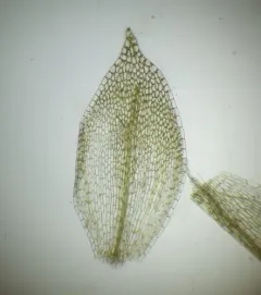 Carrion Moss thumbnail 2