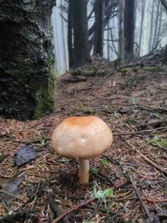Agaricus smithianus thumbnail 3