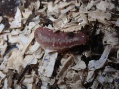 Albatross Footless Sea Cucumber thumbnail 2