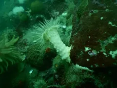 Rugose Anemone thumbnail 2