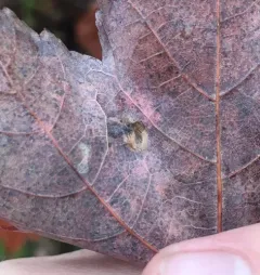 Red Maple Blotchminer thumbnail 3