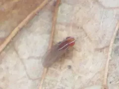 African Fig Fly thumbnail 2