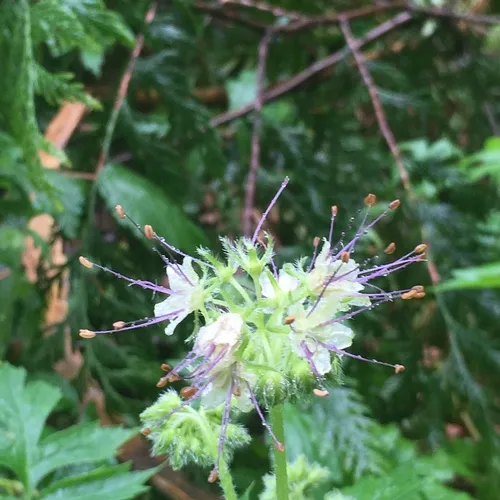 Pacific Waterleaf