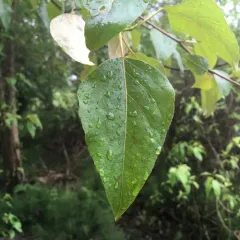 black cottonwood thumbnail 3