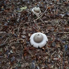 rounded earthstar thumbnail 3