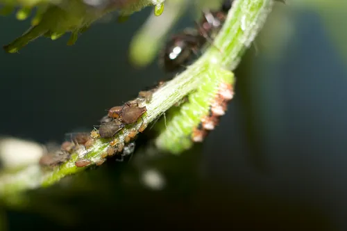 grapevine aphid