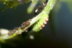 grapevine aphid thumbnail 1