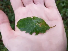 Stigmella ceanothi thumbnail 1