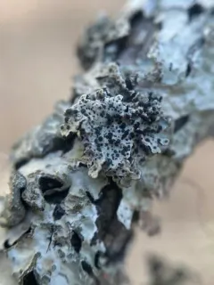 Abrothallus parmeliarum thumbnail 3