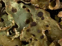 Tremella cetrariicola thumbnail 4