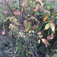 blue-fruited dogwood thumbnail 2