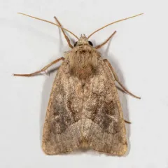 Bridled Arches Moth thumbnail 3