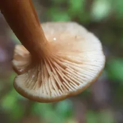 Candy Cap thumbnail 2