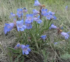 Gorman's Beardtongue thumbnail 2