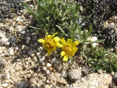 Torrey's Four-nerved Daisy thumbnail 4