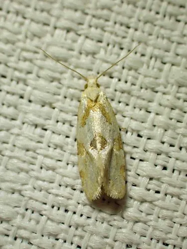 Aethes promptana