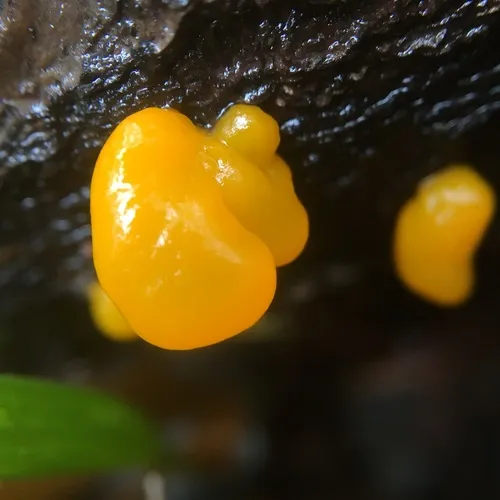 Jelly Spot Fungus