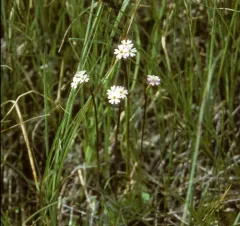 Greenland Primrose thumbnail 2