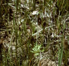 silvery primrose thumbnail 2