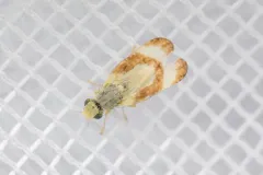 Oxyna palpalis thumbnail 3